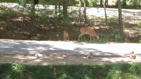 Fawn and Mama