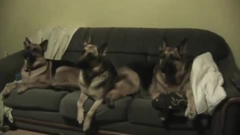 german shepherd funny dog #2