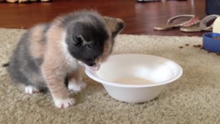 Kitty cat falls asleep while drinking milk