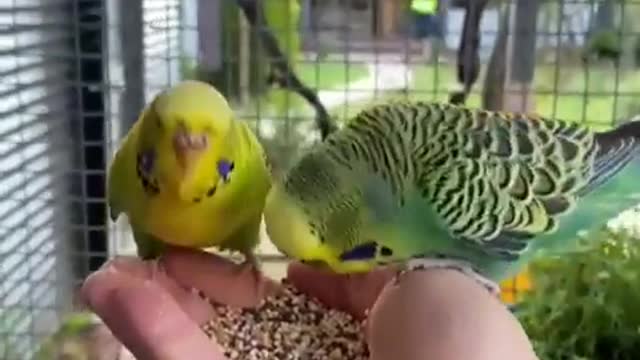 Hungry lovebirds eat from their owner's hand