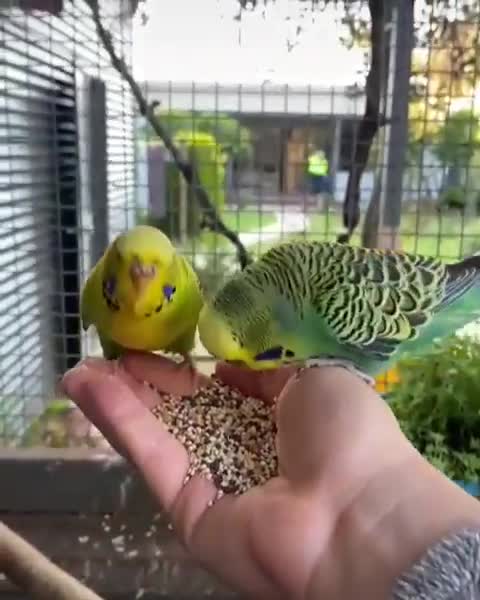Hungry lovebirds eat from their owner's hand