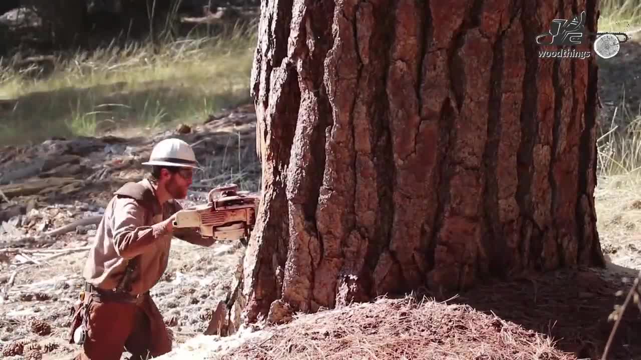 Huge Trees Topping and Felling with Helicopter and Chainsaw! Dangerous Lumberjack Skills