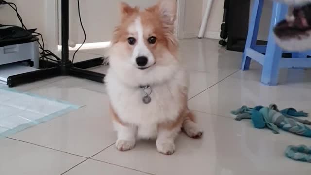 Husky Teaches Corgi Puppy to Howl