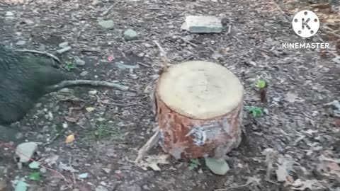 The ***perfect*** cooking stump 👌👌👌
