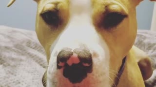 Brown dog moving tongue rapidly