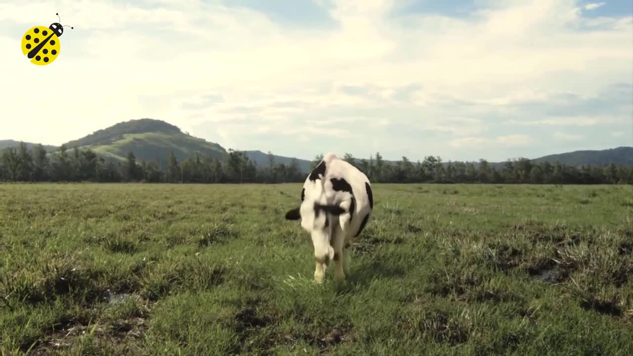 Funny cow dancing 😂