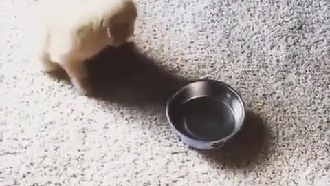 adorable puppy carries the plate to get some food