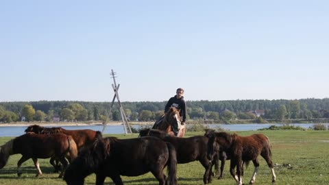 Herd of young horses on the pasture at sunny day