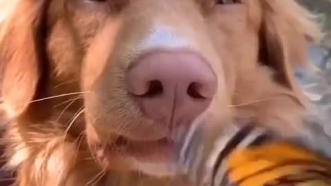 Dog and butterfly