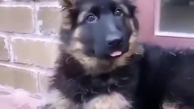 Oh Puppies! Please don't grow up🥺😭