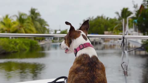 Cute Dogs playing [Free Stock Video Footage Clips]