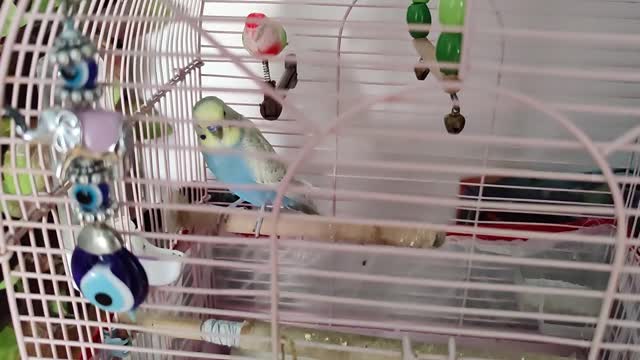 Video of a Bird in a Cage (20)
