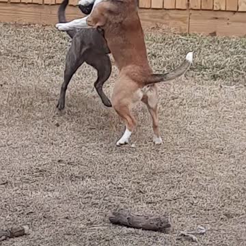 Backyard With Tucker Carlson and Claire Bear