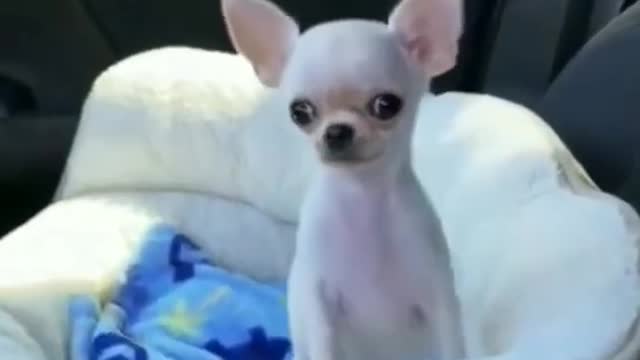 #shorts | cute dog❤️ #funny #trending #tiktok #funnyanimals #dogvideos #pets #cutedog #cutecat