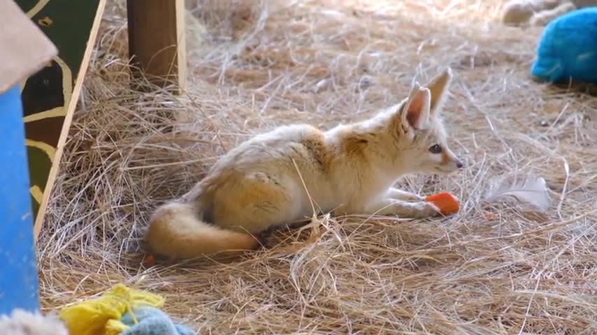 Wow Cute Dogs mix videos