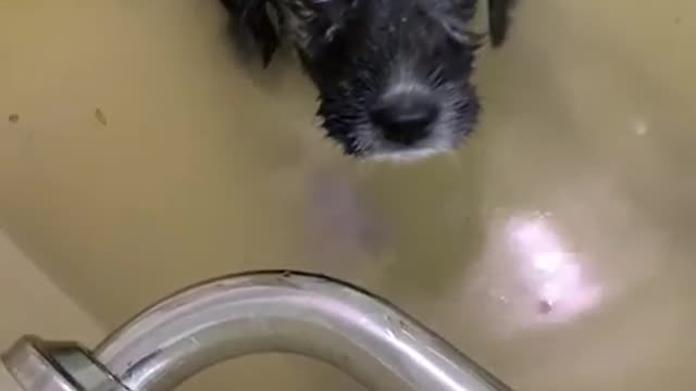 This puppy really isn't crazy about bath time