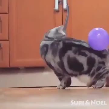 Funny And Cute Cat 🐈 🧡