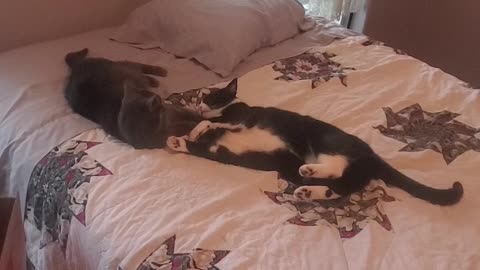 Cat play on bed