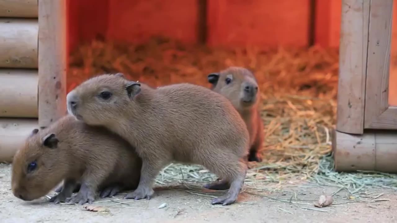 Baby Capybaras 😍😍😍😍😊😊😊