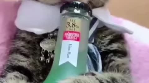 Cats love to drink, too. So cute