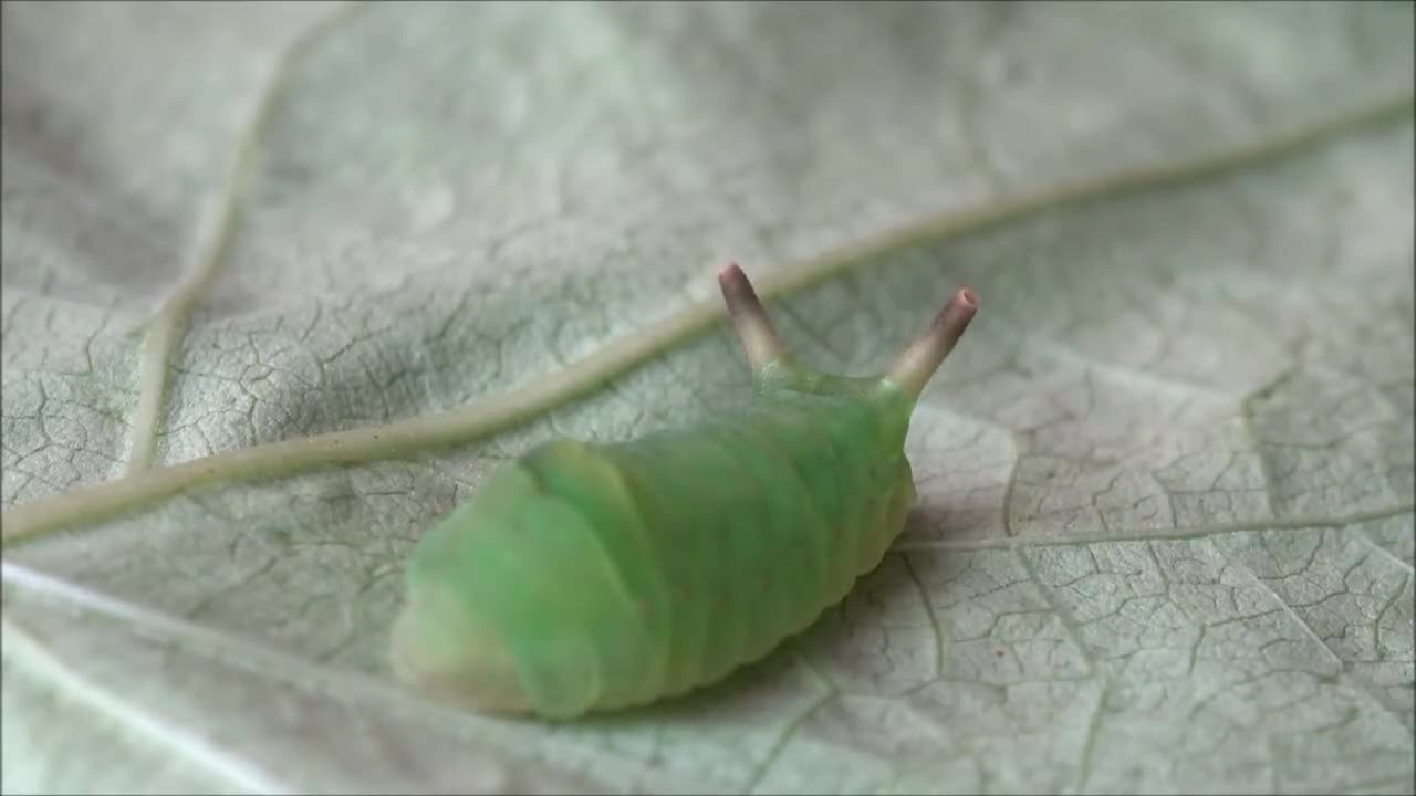 Curetis acuta (large Lycaenidae) larva threat