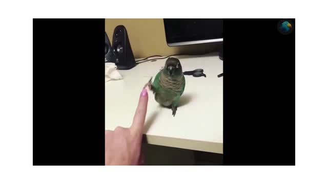 So Cute...Bird learned to give high-five! 🖐 😊😍