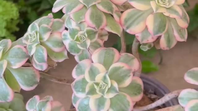 potted green plants