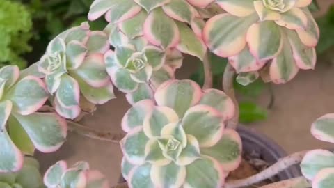 potted green plants