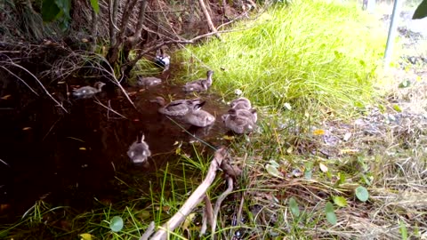 Ducks Australia