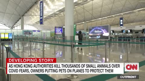 Why people are putting their pets on private planes out of Hong Kong