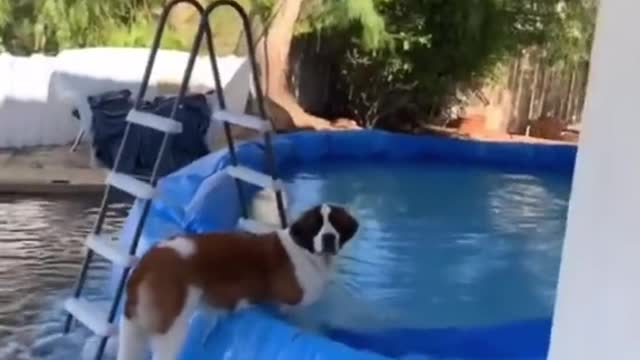 Just because a dog is not giving you the response you’re looking for, doesn’t mean he is a hard dog