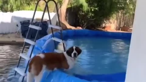 Just because a dog is not giving you the response you’re looking for, doesn’t mean he is a hard dog