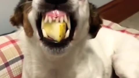 Funny dog