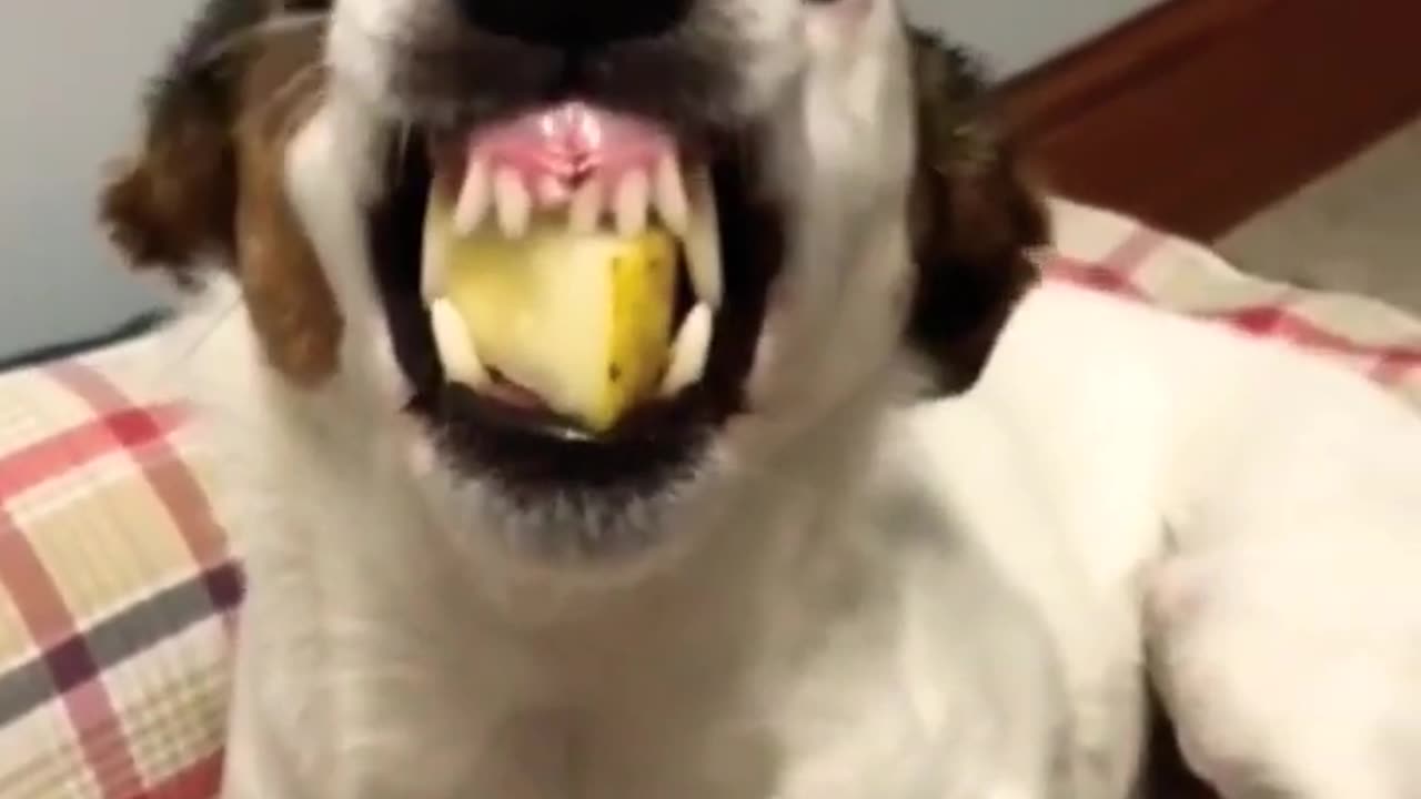 Funny dog