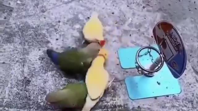 Birds playing basketball