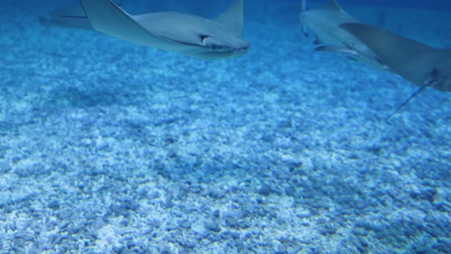 Stingrays in perfect formation drift past thrilled scuba diver in the Galapagos Part 5