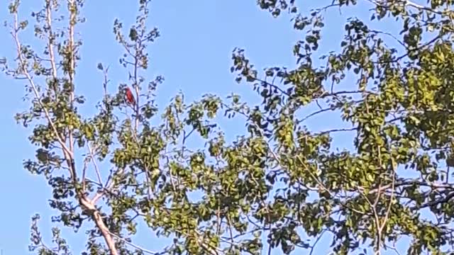 Cardinal in our yard