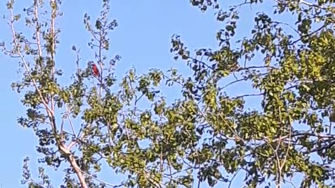 Cardinal in our yard