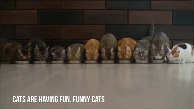 Cats are having fun. Funny cats #1