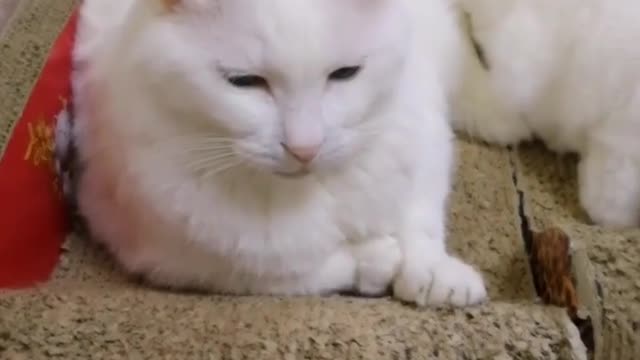 cat