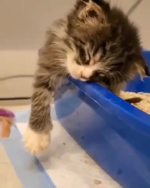 Very sleepy kitten