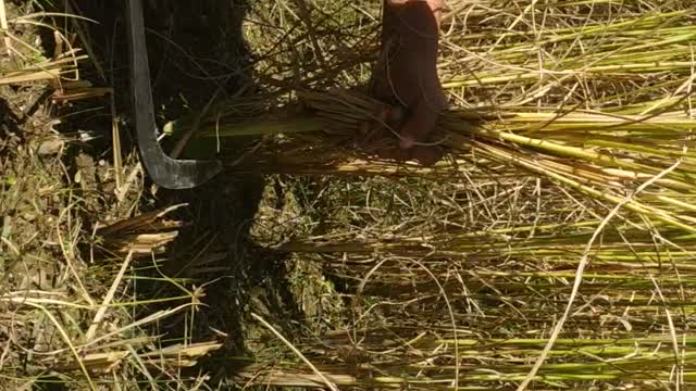 My Nephew Cutting Paddy For the First Time