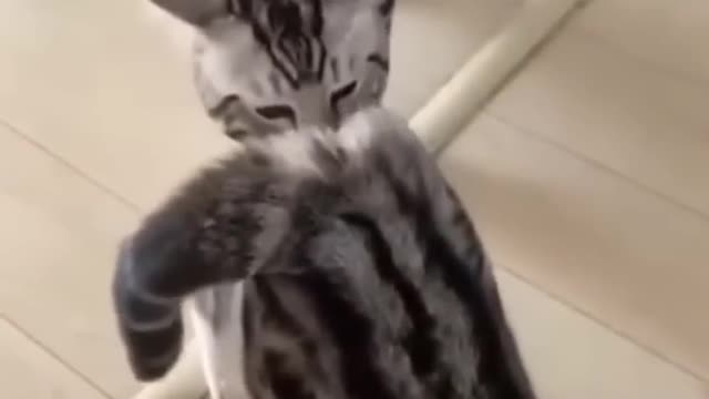 Funny Cats and Dogs Funny Animal