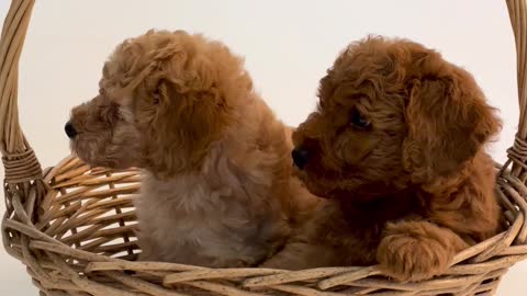 Cute Puppies On A Busket