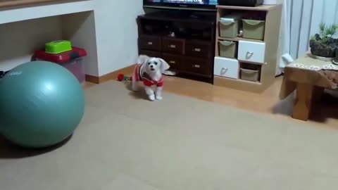 Top 10 dog barking videos compilation 2021 ❤️ dog barking sound -Funny dogs