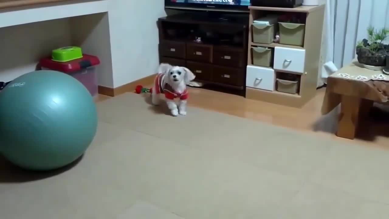 Top 10 dog barking videos compilation 2021 ❤️ dog barking sound -Funny dogs