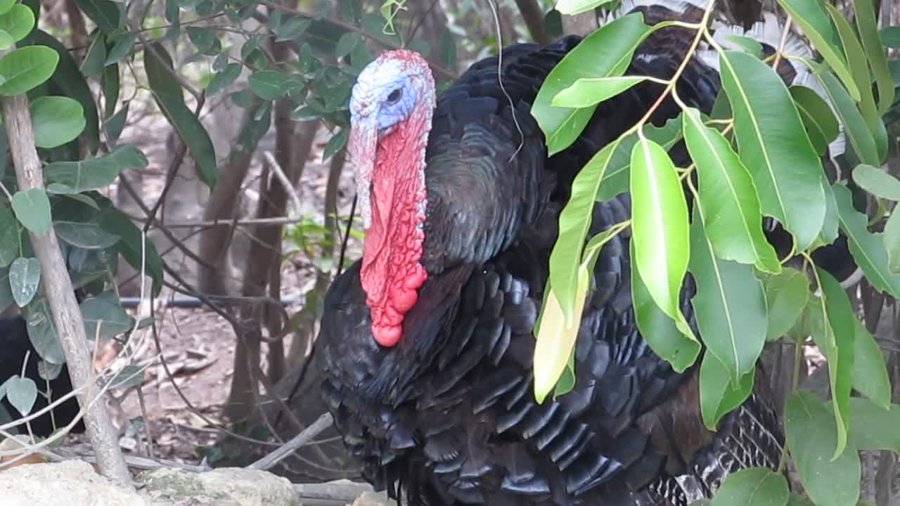 What is this peacock saying?