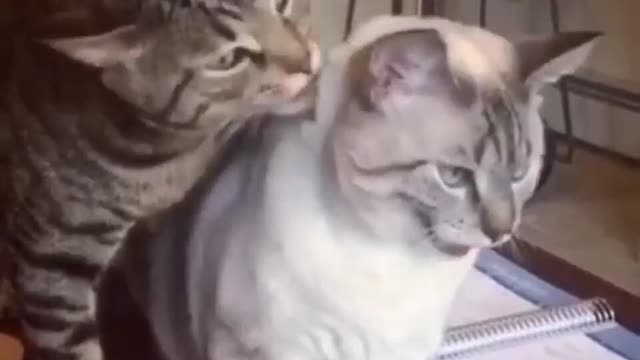 Cat.exe has encountered an error