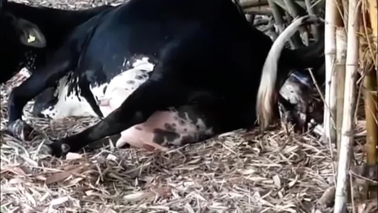 Cow at The First Stages of Her Birth