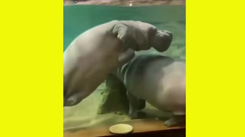 Hipoppotamus zero gravity in water ㅣ Tag someone to share and comment on your thoughts below